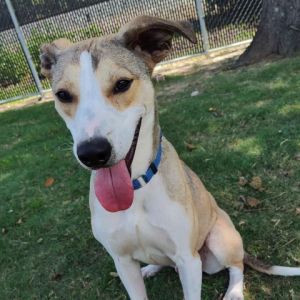 Capone came to us with his 4 siblings and is built to be an agility rockstar He loves to play