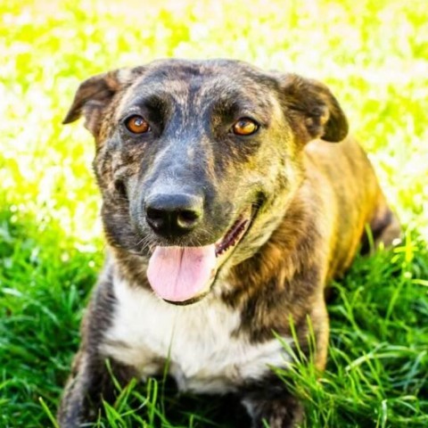 Kanga (FKA Tigger), an adoptable Catahoula Leopard Dog, Mountain Cur in Wadena, MN, 56482 | Photo Image 2