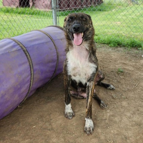 Kanga (FKA Tigger), an adoptable Catahoula Leopard Dog, Mountain Cur in Wadena, MN, 56482 | Photo Image 4