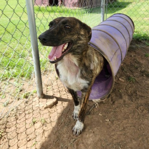 Kanga (FKA Tigger), an adoptable Catahoula Leopard Dog, Mountain Cur in Wadena, MN, 56482 | Photo Image 6