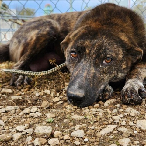 Kanga (FKA Tigger), an adoptable Catahoula Leopard Dog, Mountain Cur in Wadena, MN, 56482 | Photo Image 8