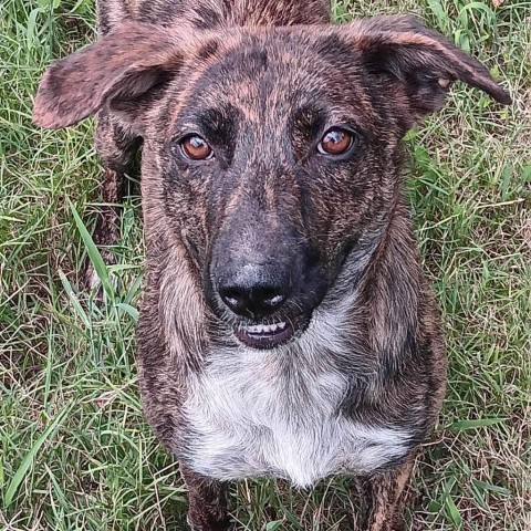 Kanga (FKA Tigger), an adoptable Catahoula Leopard Dog, Mountain Cur in Wadena, MN, 56482 | Photo Image 9