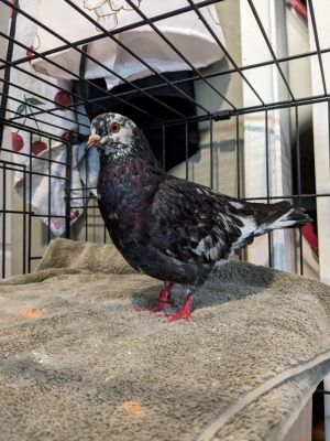 Meet Val Valerie is a bright curious spunky friendly little pigeon who found help in the yard ya