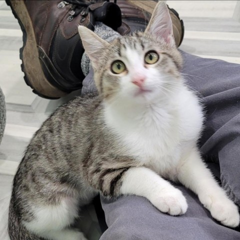 Mae Mae, an adoptable Domestic Short Hair in Coos Bay, OR, 97420 | Photo Image 1