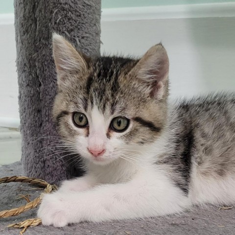 Mae Mae, an adoptable Domestic Short Hair in Coos Bay, OR, 97420 | Photo Image 2