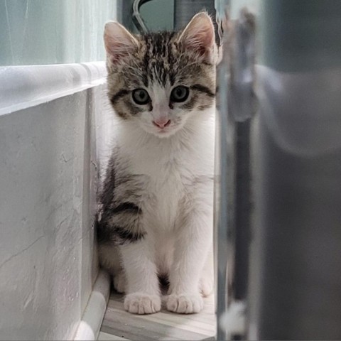 Mae Mae, an adoptable Domestic Short Hair in Coos Bay, OR, 97420 | Photo Image 5