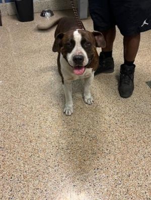 CHAMP American Bulldog Dog