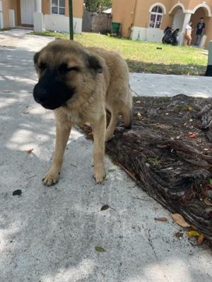 OAK German Shepherd Dog Dog