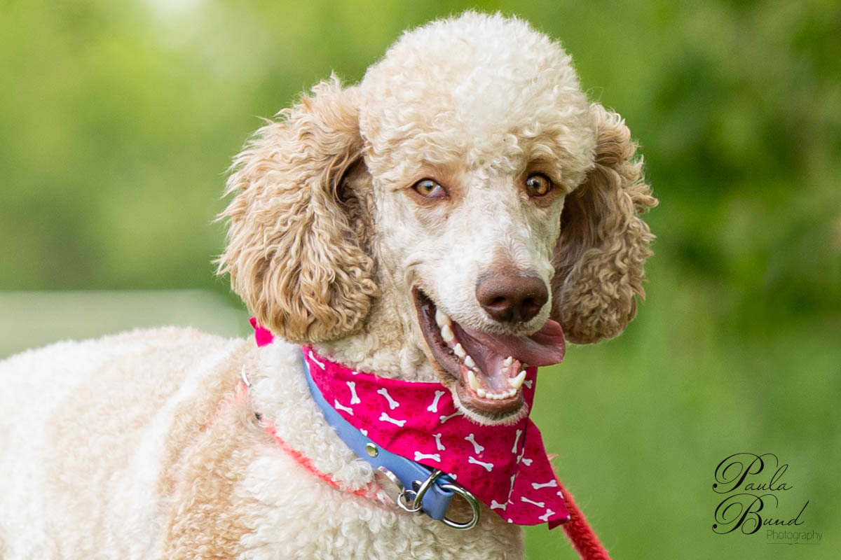 Moss, an adoptable Standard Poodle in Calabogie , ON, K0J 1H0 | Photo Image 1