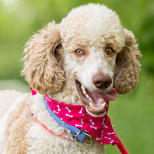 Moss, an adoptable Standard Poodle in Calabogie , ON, K0J 1H0 | Photo Image 4