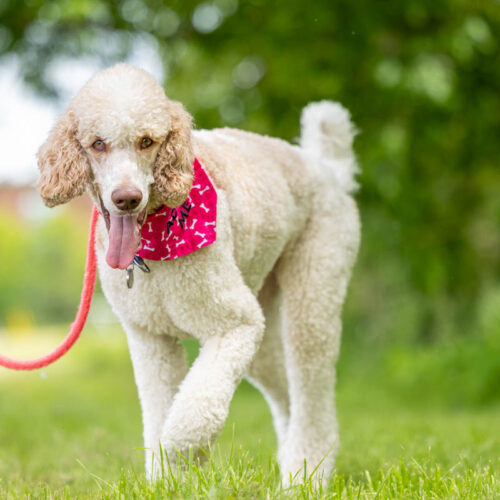 Moss, an adoptable Standard Poodle in Calabogie , ON, K0J 1H0 | Photo Image 5