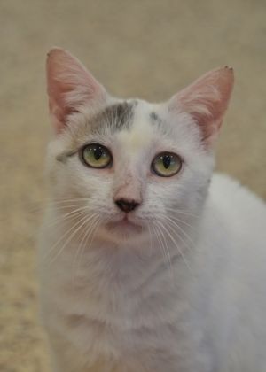 Looking for a chatty companion who craves affection on her own terms Meet Hamburglar This charming