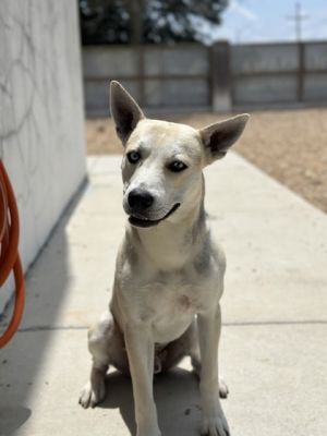 Breed Mixed Breed Terrier Mix Age 1 year Personality Meet Wile E Coyote the gentle soul with 