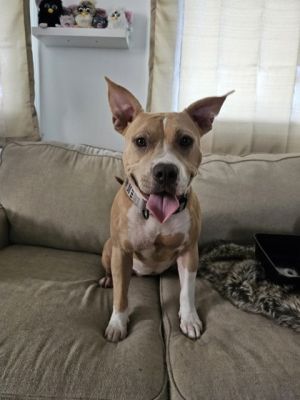 Ruby (Underdog in Foster) Pit Bull Terrier Dog