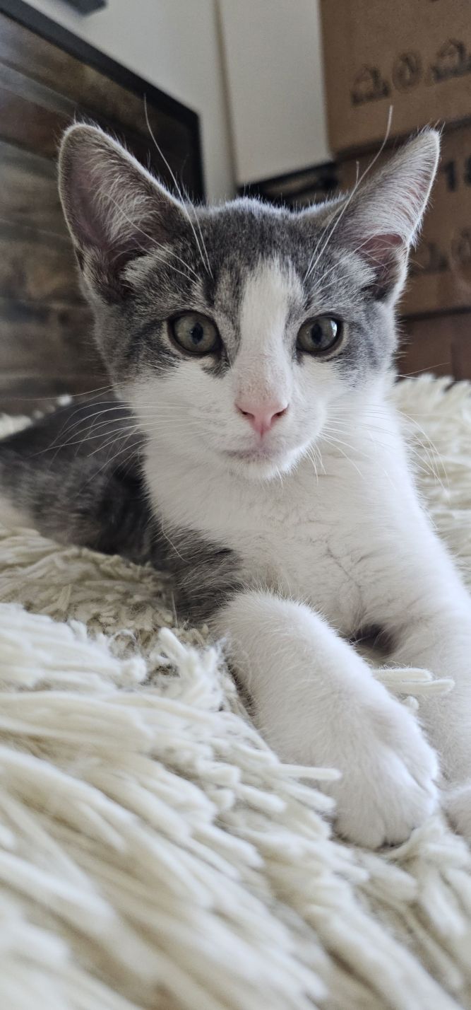 Dax