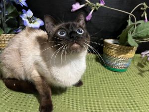 Sandi Siamese Cat