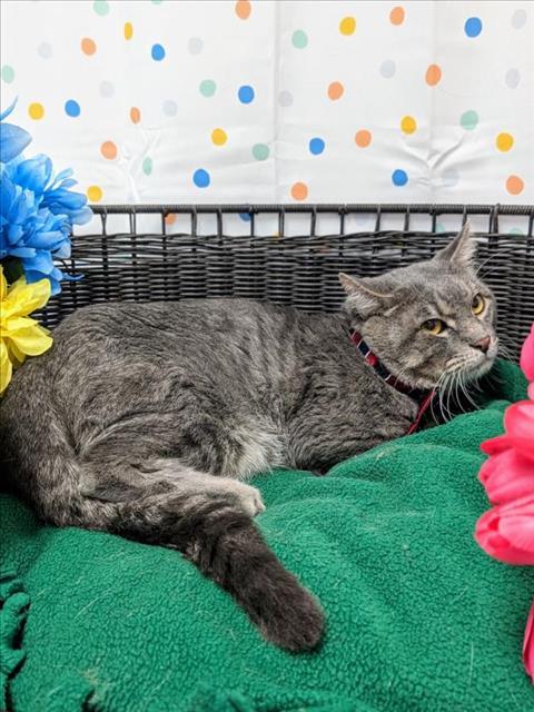 RIVIERA, an adoptable Domestic Short Hair in Henderson, NV, 89015 | Photo Image 1