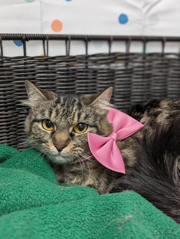 FLAMINGO, an adoptable Domestic Medium Hair in Henderson, NV, 89015 | Photo Image 1