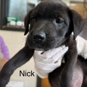 Nick Mixed Breed Dog