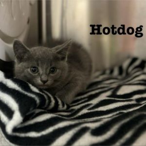 Hot Dog Domestic Medium Hair Cat