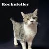 Rockefeller