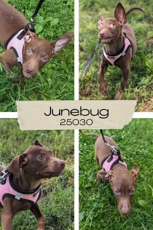 Junebug is as cute as her as they come Shes a Dachshund mix puppy around 5-6 months old with lots