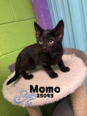 Meet Momo one of 5 kittens from The Last Airbender litter and male We arent sure about the airben
