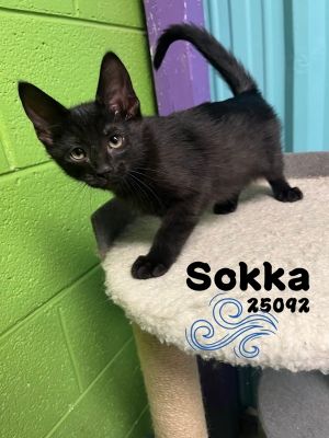 Meet Sokka one of 5 kittens from The Last Airbender litter and male We arent sure about the airbe