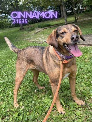 Cinnamon is so sweet and playful She is a 6 year old hound mix who loves putting that hound nose