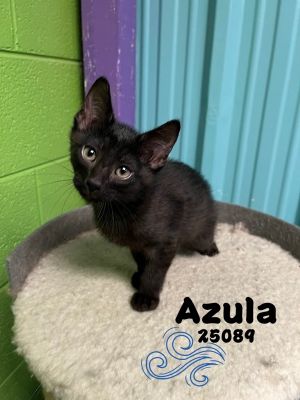 Meet Azula one of 5 kittens from The Last Airbender litter and the only female