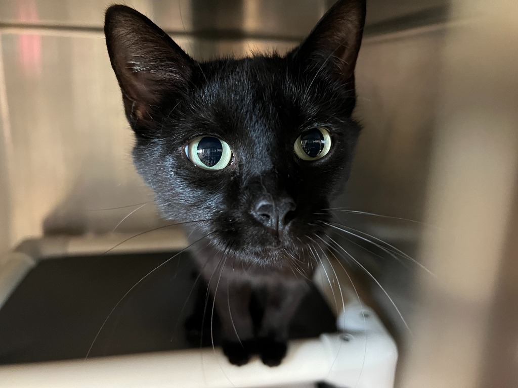 Acadia, an adoptable Domestic Short Hair in Lansing, KS, 66043 | Photo Image 1