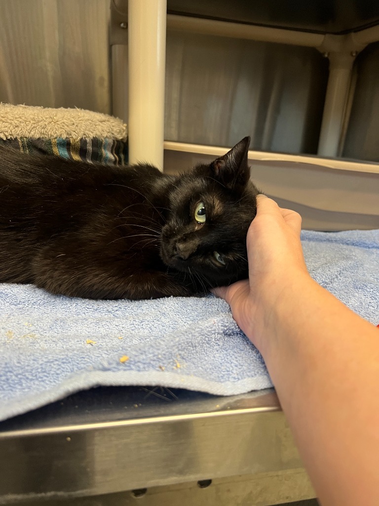 Acadia, an adoptable Domestic Short Hair in Lansing, KS, 66043 | Photo Image 2
