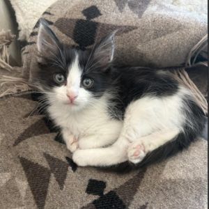 Introducing Big Mac the charming kitten with whiskers that could rival the stars This dashing feli