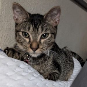 Meet Flounder Firefly the chill tabby kitten with a heart full of love At first I may be a bit