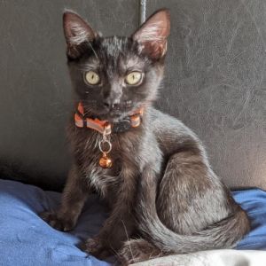 Cleo Moonbeam Domestic Short Hair Cat