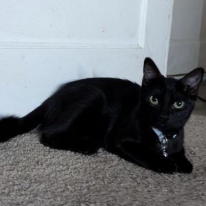 Meet Cleo the stunning all-black kitten who truly embodies the title belle of the ball With her 