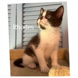 Rhodes Domestic Short Hair Cat