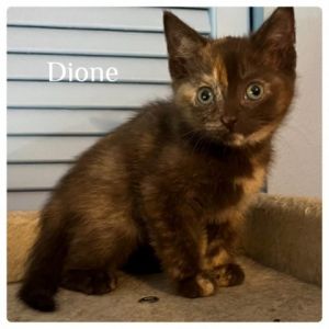 Dione Domestic Short Hair Cat