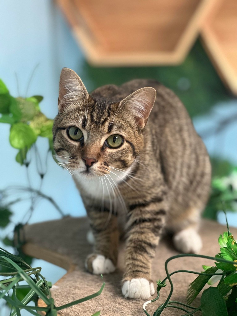 Honey Boy, an adoptable Domestic Short Hair in Brookings, OR, 97415 | Photo Image 1