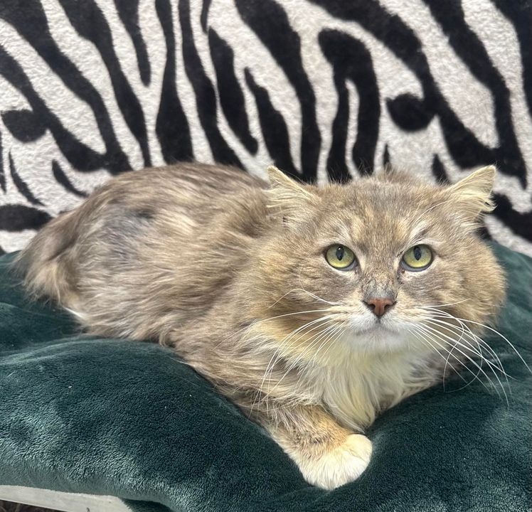 Sunny, an adoptable Domestic Long Hair in Brookings, OR, 97415 | Photo Image 1