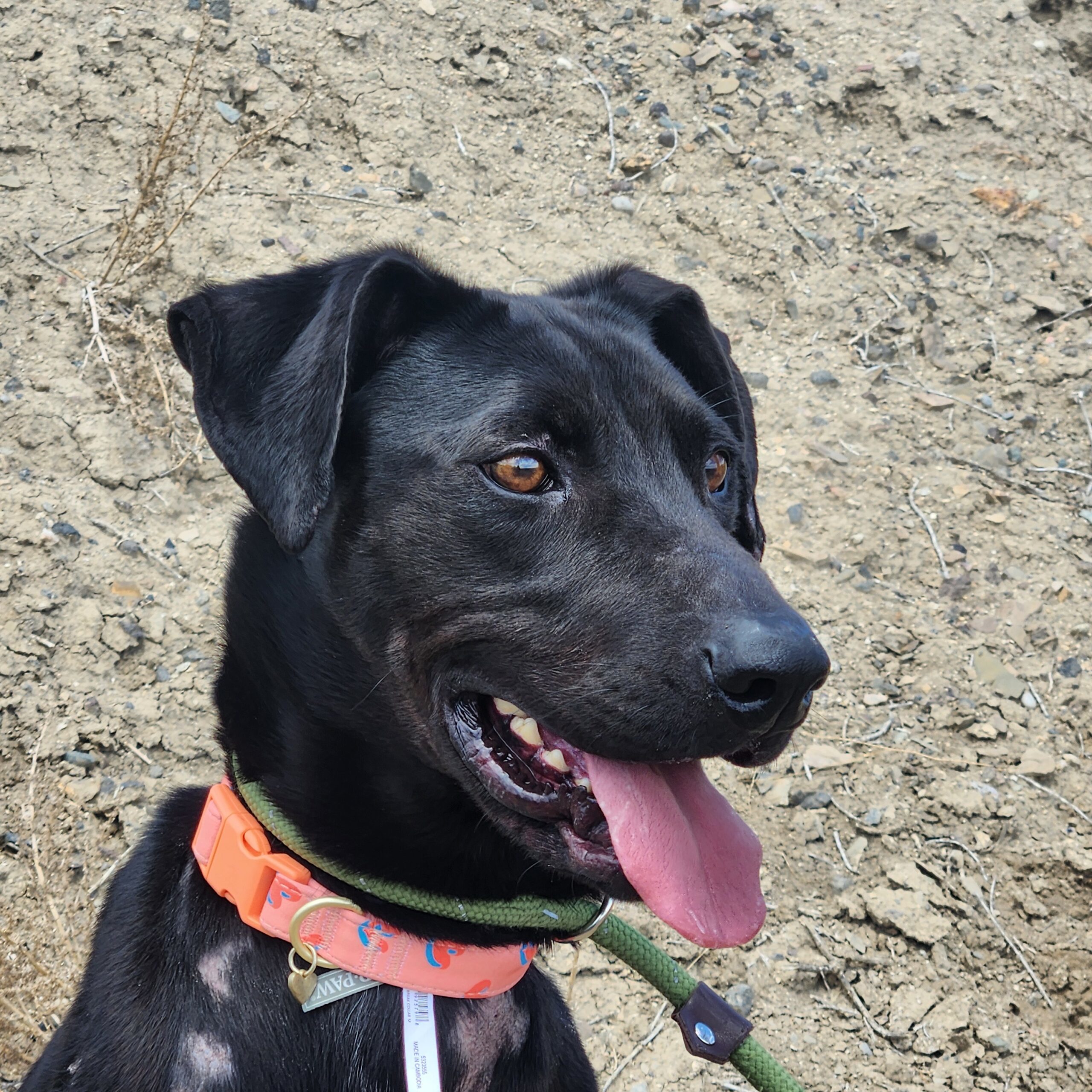 Grace, an adoptable Labrador Retriever in Grand Junction, CO, 81503 | Photo Image 1