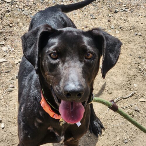 Grace, an adoptable Labrador Retriever in Grand Junction, CO, 81503 | Photo Image 2