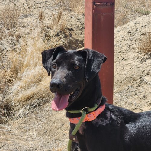 Grace, an adoptable Labrador Retriever in Grand Junction, CO, 81503 | Photo Image 3