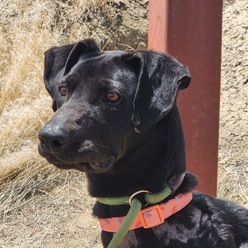 Grace, an adoptable Labrador Retriever in Grand Junction, CO, 81503 | Photo Image 4