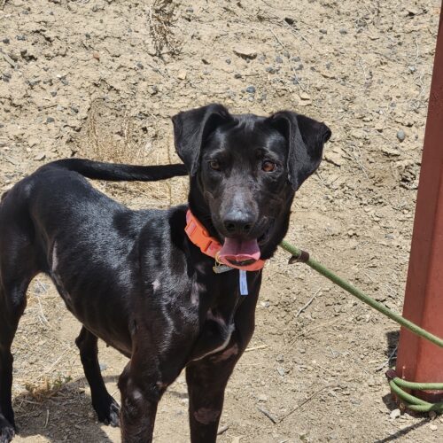 Grace, an adoptable Labrador Retriever in Grand Junction, CO, 81503 | Photo Image 5