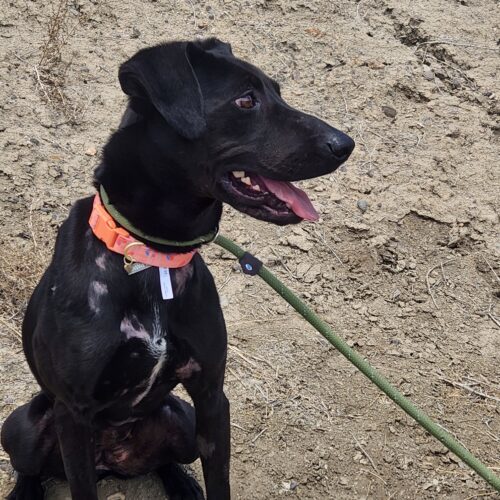 Grace, an adoptable Labrador Retriever in Grand Junction, CO, 81503 | Photo Image 6