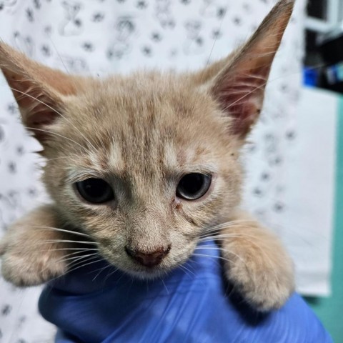 Franky, an adoptable Domestic Short Hair in Guaynabo, PR, 00969 | Photo Image 1