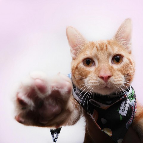 Noodle, an adoptable Domestic Short Hair in Guaynabo, PR, 00969 | Photo Image 1