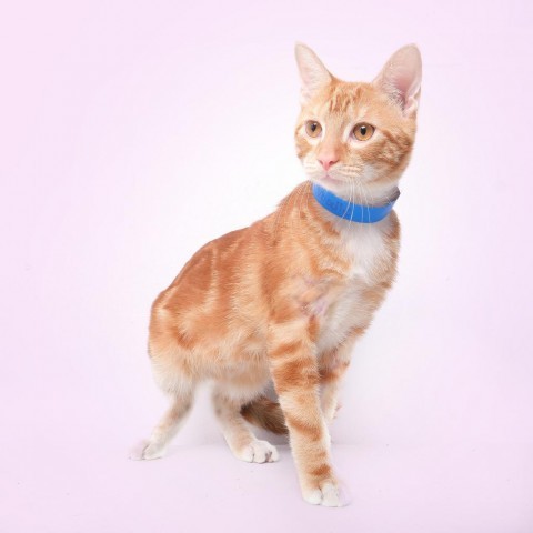 Noodle, an adoptable Domestic Short Hair in Guaynabo, PR, 00969 | Photo Image 2