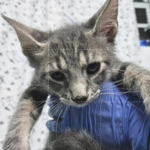 Luffy, an adoptable Domestic Short Hair in Guaynabo, PR, 00969 | Photo Image 1